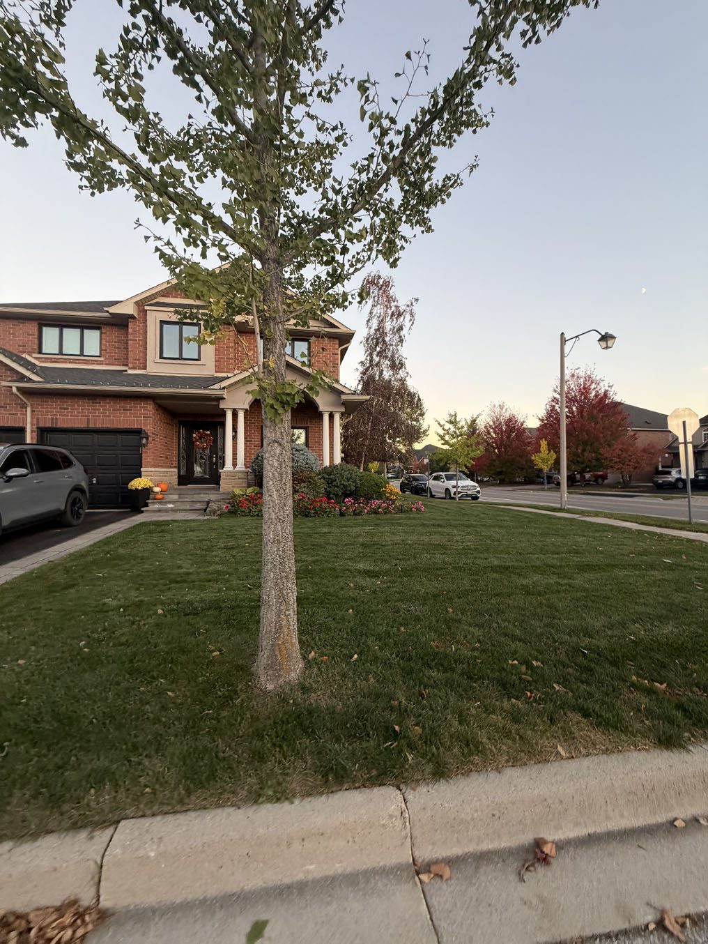 Corner-lot sod lawn with a boulevard tree and sidewalk in a Hamilton subdivision