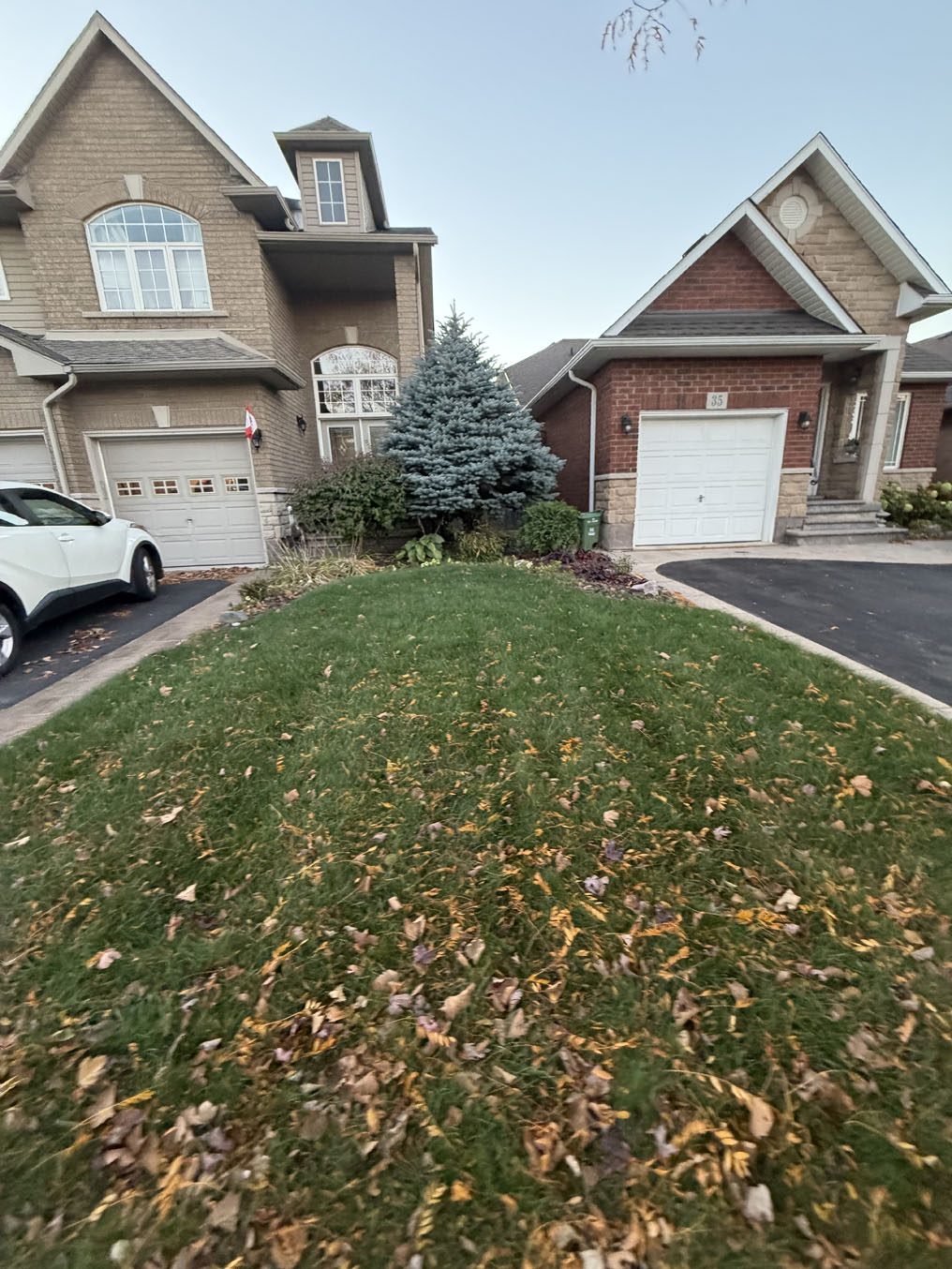 Front lawn beside a blue spruce at neighbouring Hamilton homes in fall