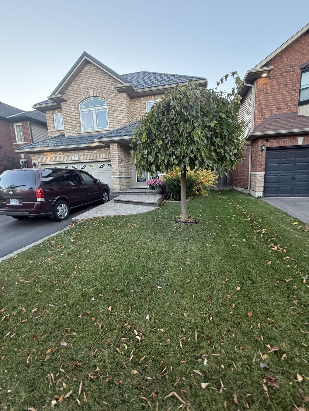 Front lawn around a young ornamental tree, sodded by Right On Sod in Hamilton, Ontario